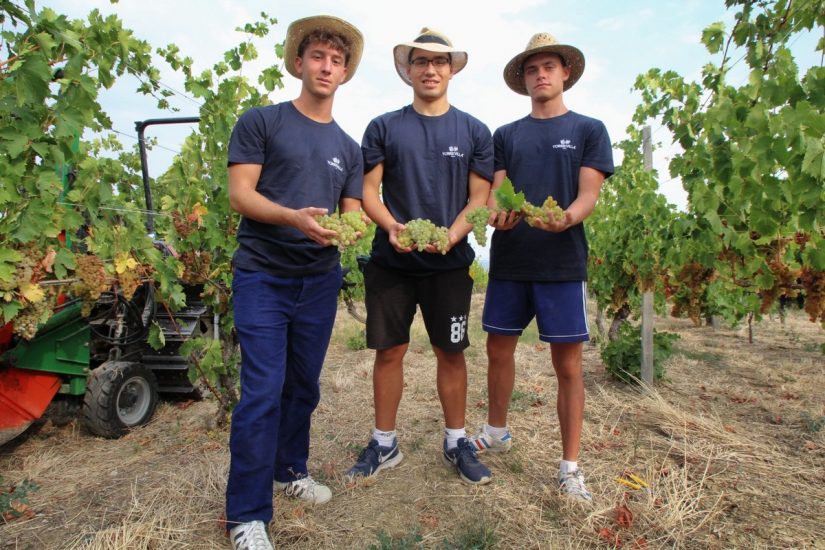 Quando il vino è inclusione: studenti e detenuti vendemmiano insieme nelle vigne di Torrevilla