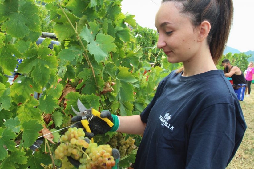 Quando il vino è inclusione: studenti e detenuti vendemmiano insieme nelle vigne di Torrevilla