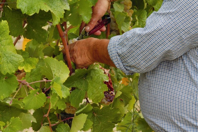 Quando il vino è inclusione: studenti e detenuti vendemmiano insieme nelle vigne di Torrevilla
