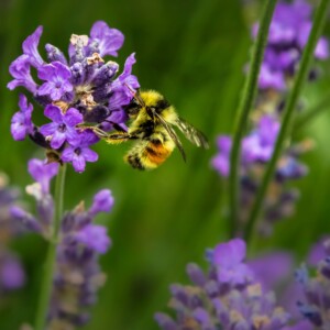 Api, il miele diventa una &ldquo;sentinella&rdquo; della loro salute grazie alla ricerca molecolare