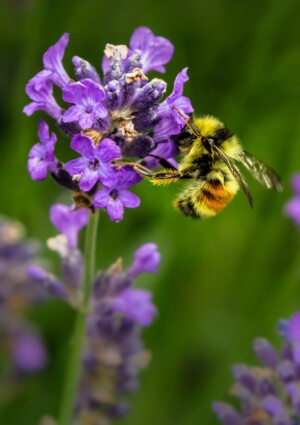 Api, il miele diventa una &ldquo;sentinella&rdquo; della loro salute grazie alla ricerca molecolare
