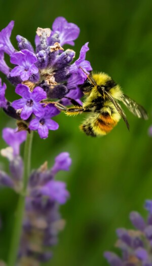 Api, il miele diventa una &ldquo;sentinella&rdquo; della loro salute grazie alla ricerca molecolare