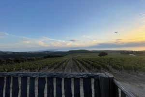 “Toscana” in etichetta, le nuove annate e quelle “mito”, l’enoturismo: il futuro di Bolgheri