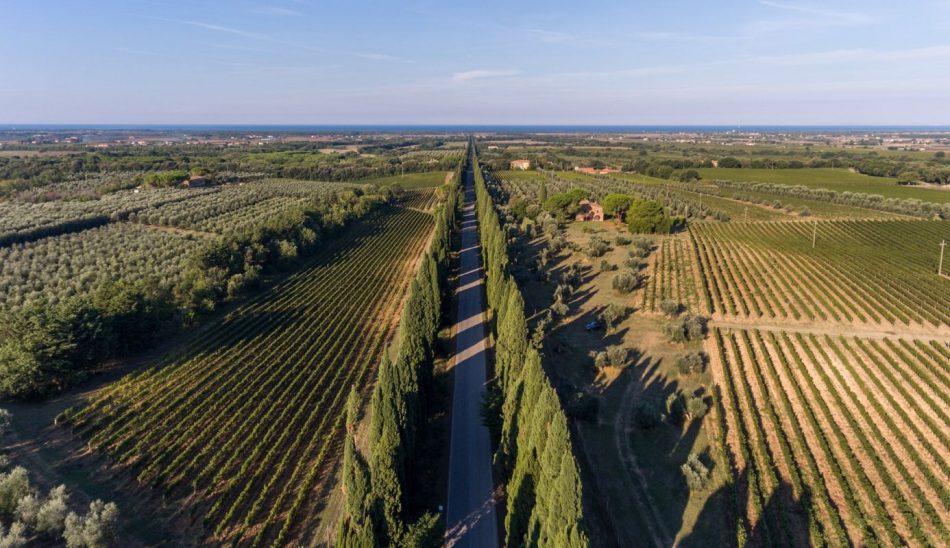 Il territorio di Bolgheri
