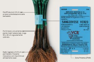 The restart of the wine world as told by the sales trends of vine shoots