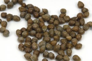 Frodi alimentari, i Nas sequestrano 13.000 chili di capperi privi di tracciabilit&agrave; nelle Eolie