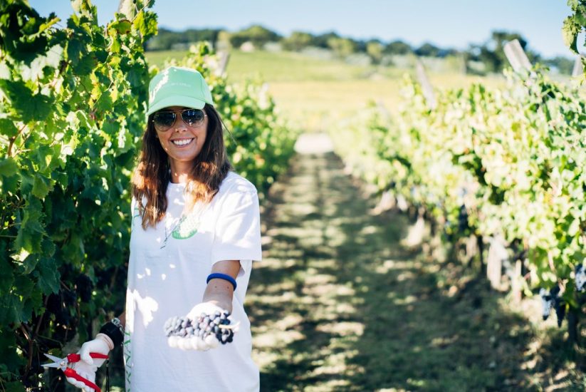 La vendemmia da Caprai, artefice della rinascita del Sagrantino