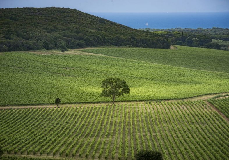 Il territorio di Bolgheri