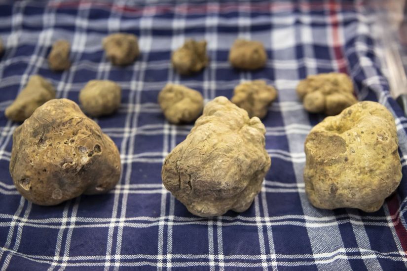 ALBA, ITALY - OCTOBER 24: Truffles are seen during the 90th International Alba White Truffle Fair on October 24, 2020 in Alba, Italy. (Photo by Giorgio Perottino/Getty Images for Ente Fiera Internazionale del Tartufo Bianco d’ Alba)
