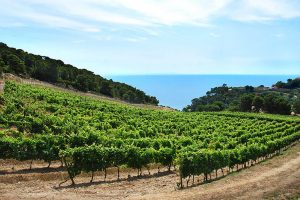 Isola di Gorgona 2012 - 2022: Frescobaldi festeggia la decima vendemmia del suo “vino giusto”