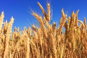 Meteo, ripresa dei consumi, trasporti dietro al boom dei prezzi delle materie prime agricole Meteo, ripresa dei consumi, trasporti dietro al boom dei prezzi delle materie prime agricole