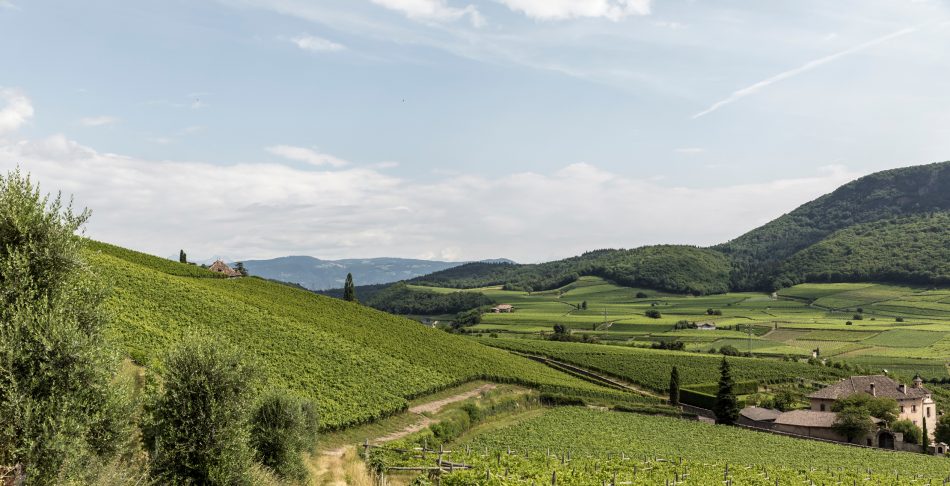 Alto Adige, terra di grandi vini bianchi e di una diversità senza pari