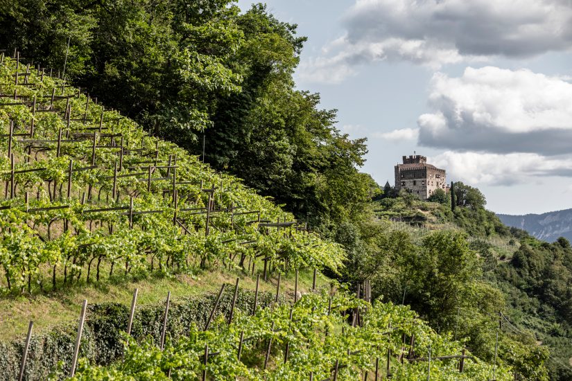 Alto Adige, terra di grandi vini bianchi e di una diversità senza pari