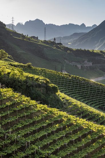 Alto Adige, terra di grandi vini bianchi e di una diversità senza pari