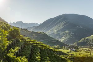 Alto Adige, territorio piccolo e prezioso, dove la montagna è l’alleato più fedele del vino Alto Adige, territorio piccolo e prezioso, dove la montagna è l’alleato più fedele del vino