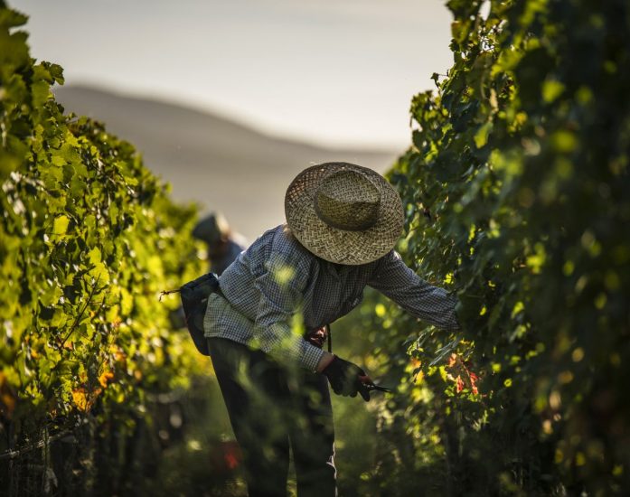 La vendemmia a Bolgheri