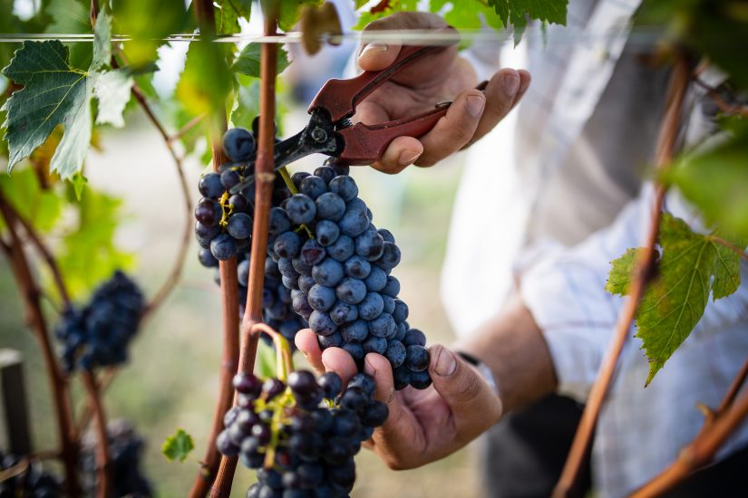 La vendemmia a Castiglion del Bosco