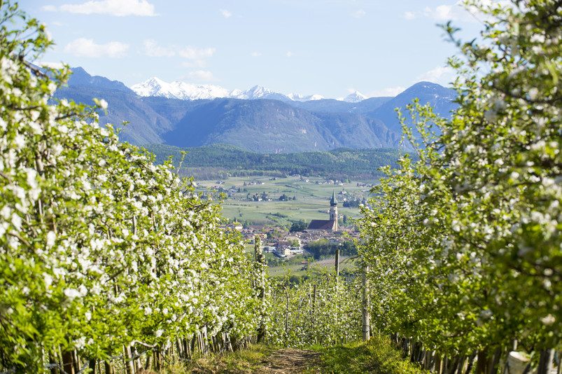 Alto Adige, terra di grandi vini bianchi e di una diversità senza pari