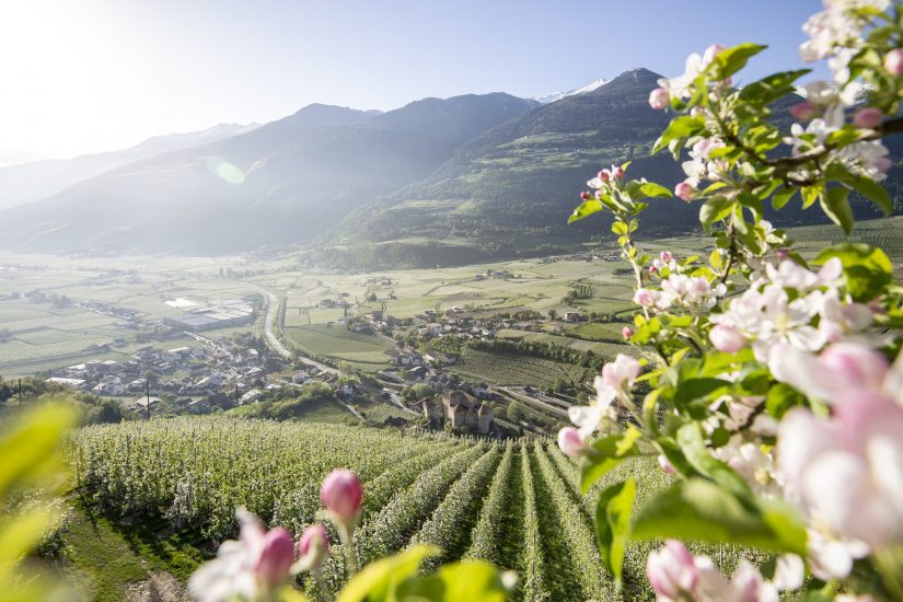 Alto Adige, terra di grandi vini bianchi e di una diversità senza pari