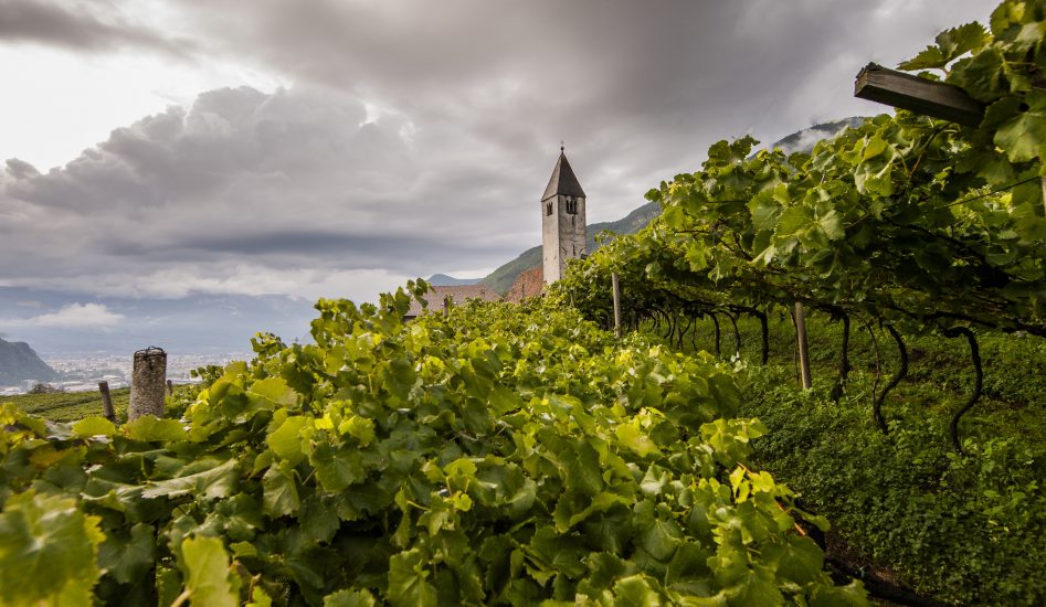 Alto Adige, terra di grandi vini bianchi e di una diversità senza pari