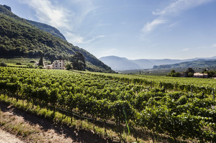 Alto Adige, terra di grandi vini bianchi e di una diversità senza pari