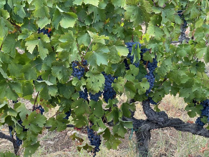 Il territorio di Bolgheri