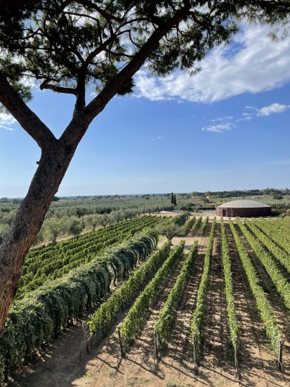 Il territorio di Bolgheri