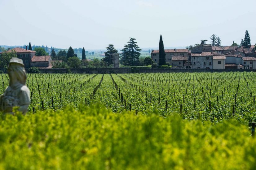 Le Possessioni Serego Alighieri e la vendemmia di Masi