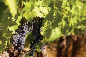 La vendemmia nelle Langhe del Barolo, dove il rapporto uomo-terra ha un nome: Cru