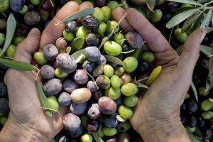 Olio, le prime stime: annata migliore del 2020, ma ancora sotto le potenzialità Olio, le prime stime: annata migliore del 2020, ma ancora sotto le potenzialità