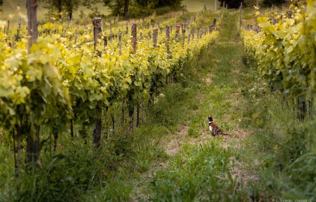 Un nuovo capitolo per l’Oltrepò Pavese: dal marchio “Classese” al nuovo disciplinare