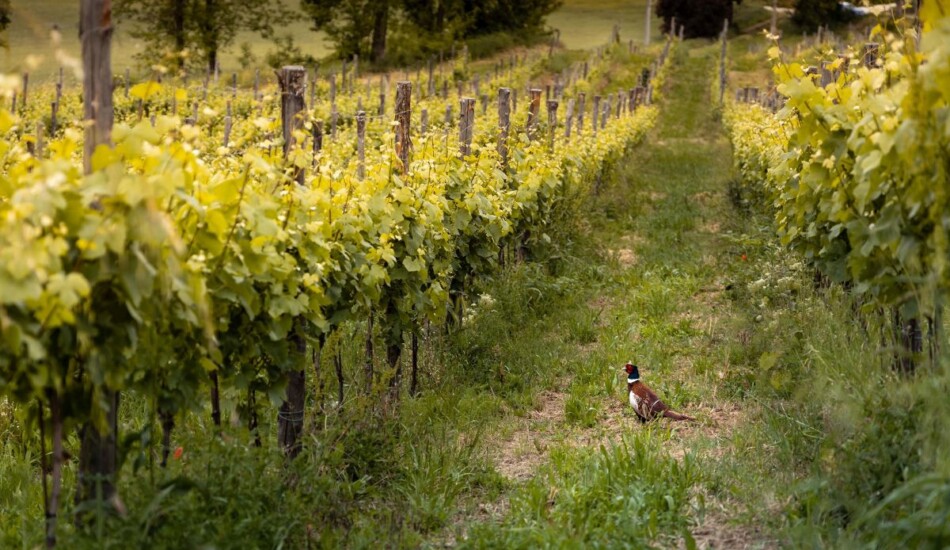 L’Oltrepò del Pinot Nero racconta la sua natura (ph: E.Vaccaroli)