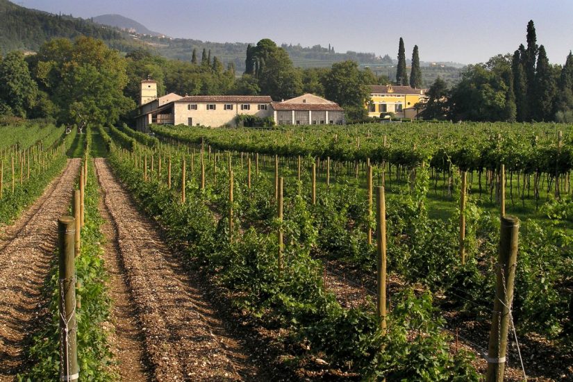 Le Possessioni Serego Alighieri e la vendemmia di Masi