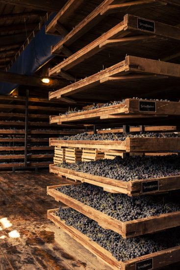 Le Possessioni Serego Alighieri e la vendemmia di Masi