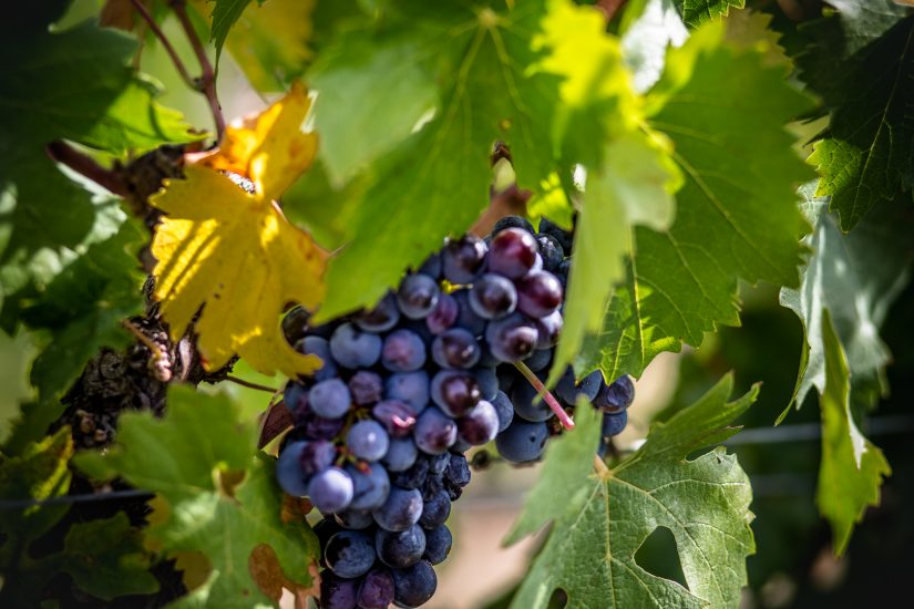 Vendemmie solidali: a Tenuta Sette Ponti con l’Associazione Italiana Persone Down