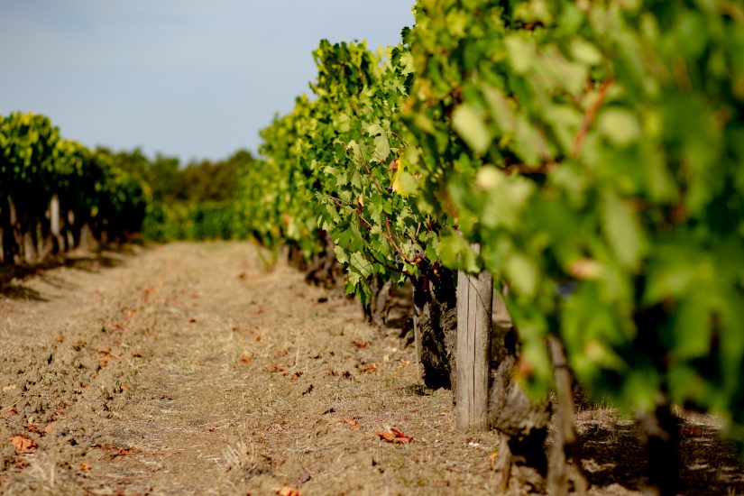 Vendemmie solidali: a Tenuta Sette Ponti con l’Associazione Italiana Persone Down