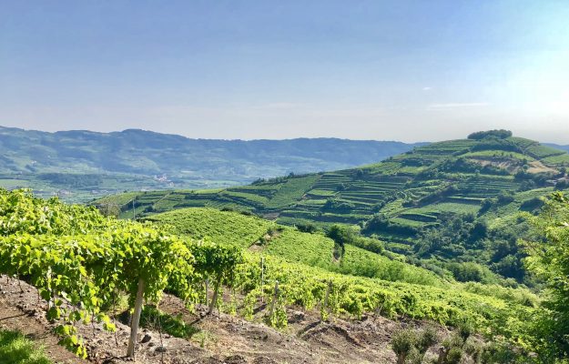 INTERNATIONAL VOLCANIC WINE CONFERENCE, TERRITORI VULCANICI, vino, Mondo