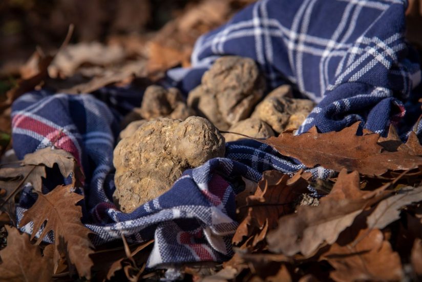 Il Tartufo Bianco di Alba (credits: Tino Gerbaldo & Giorgio Perottino/Getty Images)