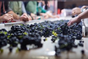 Dopo i disastri del maltempo, la vendemmia entra nel vivo anche in Borgogna