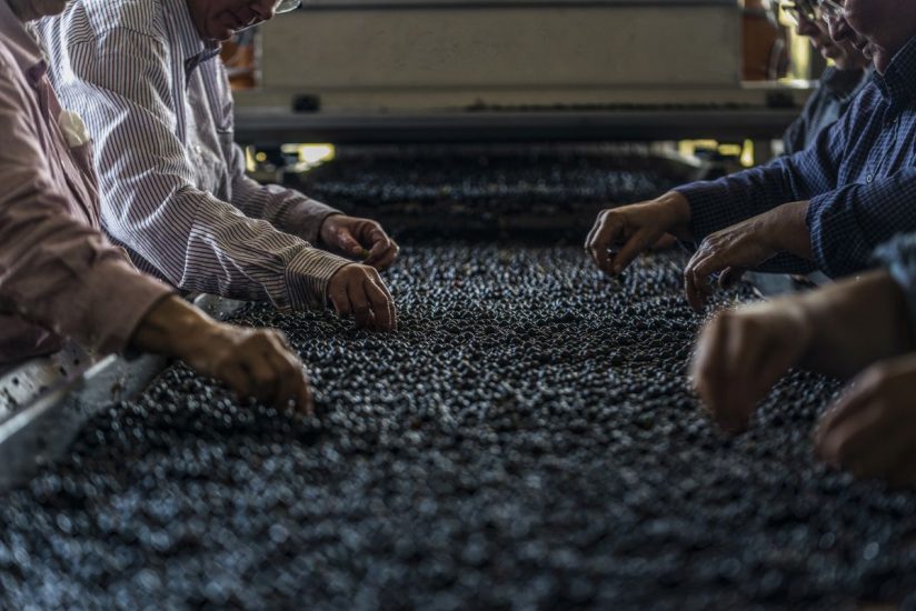 La selezione delle uve a Bolgheri