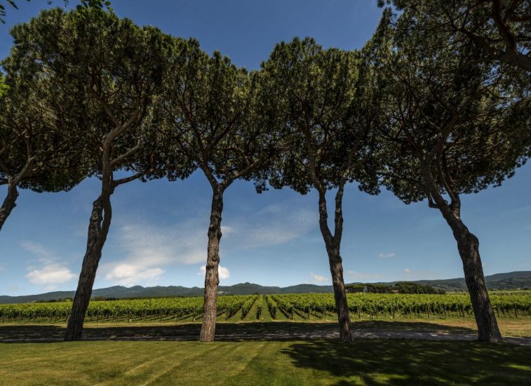 Il territorio di Bolgheri