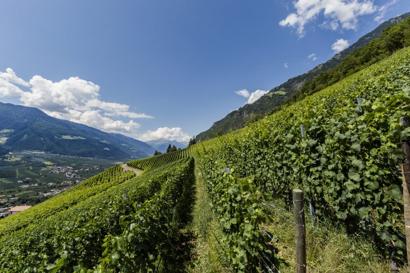 Alto Adige, terra di grandi vini bianchi e di una diversità senza parienza pari