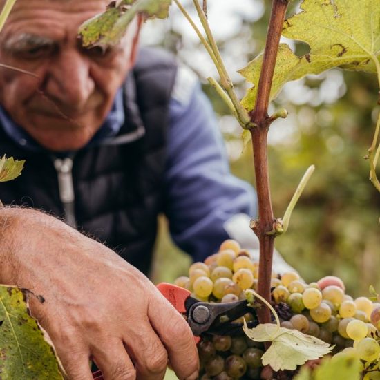 Il Lugana, dalla vendemmia ai produttori con i loro vini a Milano
