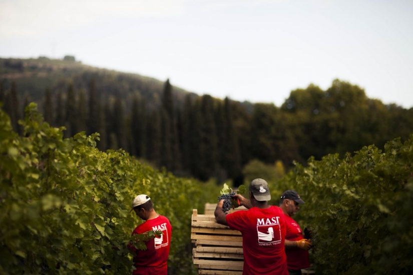 Le Possessioni Serego Alighieri e la vendemmia di Masi