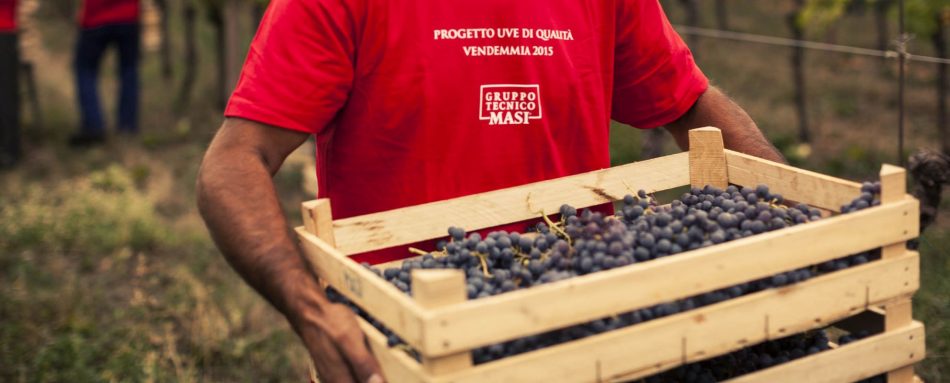 Le Possessioni Serego Alighieri e la vendemmia di Masi