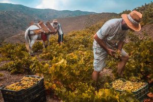 Recarte (Ceev): “la produzione dell’Europa verso un calo di 23 milioni di ettolitri di vino”