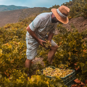 Dopo la Francia, anche la Spagna va giù sulle stime della vendemmia per la siccità: Cava in crisi