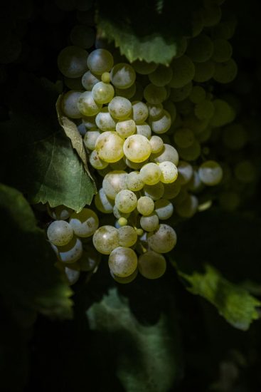 La vendemmia in notturna de “La vigna di Sarah”