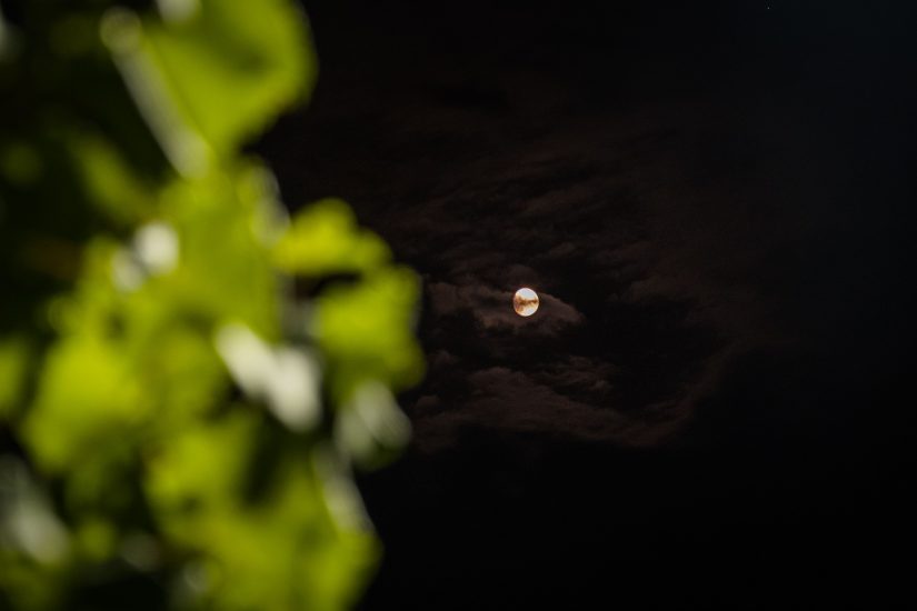 La vendemmia in notturna de “La vigna di Sarah”