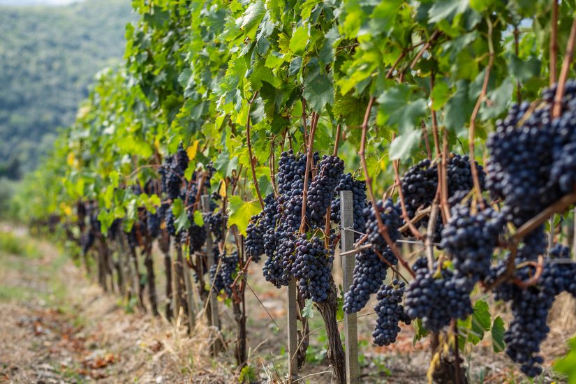 I filari di Castiglion del Bosco